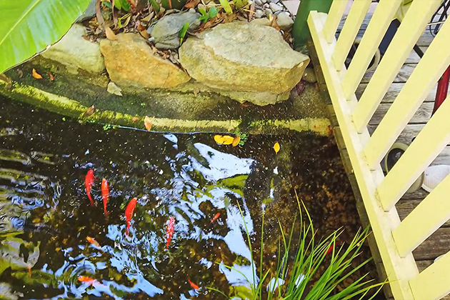 Fish pond at Hopewell Hospice, free adult palliative care facility in the Gold Coast