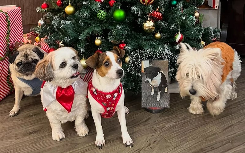 Merry Christmas from our fur baby, from Anam Cara Residential Aged Care Community