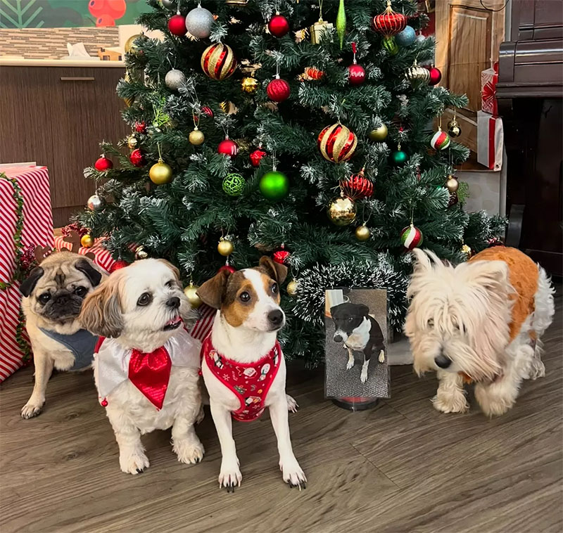 Merry Christmas from our fur baby’s of Anam Cara Residential Aged Care Community