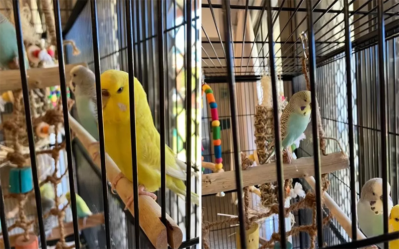 Budgies at Cooper House Residential Aged Care